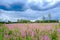 Field with flowers ivan tea and clouds