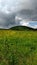 Field of flowers on mountain bald