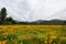 Field of Flowers and Native vegetation