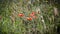 Field flowers, poppies and others in the grass