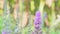 Field of flowers, Purple flowers, flowers background