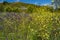 Field of flowers, purple vipers-bugloss and hoary mustard. Wild spring flowers