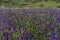 Field of flowers, purple vipers-bugloss. Wild spring flowers Echium plantagineum