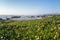 Field of flowers on the shore of the Pacific Ocean