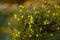 Field flowers st sunset on blurry green background. Summer and springtime blossoming