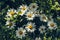 Field flowers in summer, white chamomile