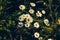 Field flowers in summer, white chamomile