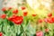 Field flowers tulip. Beautiful nature scene with blooming red tulip in sun flare/Spring flowers. Beautiful meadow. Spring
