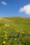 Field Of Flowers On The Way To Top of Mt. Mirnock 2.110m