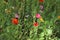 Field flowers, wild meadow. Colorful poppies.