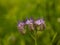 Field flowers. Wild vegetation. A bee pollinates a flower. Overgrown fields. Purple, small flowers.