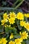 Field flowers. Yellow flowers Swamp.