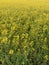 Field flowers yellow meadow flowers sowing