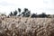 Field of fluffy cereal spikes