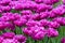 Field of fluffy purple tulips.