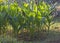 Field of food crop growing in rural farm meadow