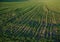 Field with forage grass in springtime.