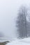 Field in a forest, surrounded by birch trees. Misty, moody, day.