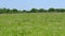 Field and forest. White clover flower on green grass background.