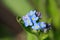 Field Forget-me-not