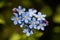 Field Forget-me-not Myosotis arvensis