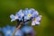 Field forget me nots myosotis arvensis