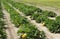 FIELD OF FRENCH PUMPKIN CALLED ROUGE VIF D`ETAMPES cucurbita maxima