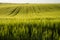 Field of fresh green barley cereals. Ears of green malting barley in the fertile field. Agriculture.