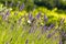 Field of fresh lavender
