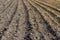 Field with freshly dug potato tubers among the soil