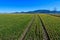 Field with freshly sowed winter wheat in Baden Wuerttemberg, Germany, Europe