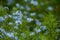 Field of freshness delicate forget-me-nots. Floral blue background