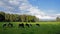 Field with frisian cows at the Duivelshof in Losser