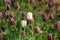 Field of Fritillaria