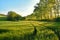 Field full of barley