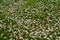 Field full of bloomed daisy in bright sun. Detailed view at white and yellow blooming Common Daisy or Bellis perennis in