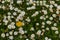 Field full of bloomed daisy in bright sun. Detailed view at white and yellow blooming Common Daisy or Bellis perennis in