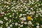 Field full of bloomed daisy in bright sun. Detailed view at white and yellow blooming Common Daisy or Bellis perennis in