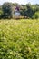 Field full of blooming Pimpinella Saxifraga plant with country village house