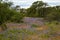 Field full of Bluebonnets and Indian Paintbrush in the Texas Hill Country, Texas