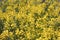 Field full of colored and detailed yellow flowers during spring