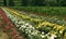 Field full of colorful roses