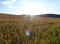 Field full of crops under a blue sky