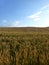 Field full of crops under an evening sky