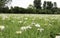 Field full of daisys