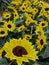 field full of glowing sunflower heads turning towards the sun