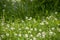 Field full of green grass with lots of small white flowers