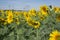 Field full of Helianthus annuus flowers in bloom, bright yellow flowering plants, group of sunflowers