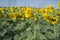 Field full of Helianthus annuus flowers in bloom, bright yellow flowering plants, group of sunflowers