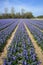 Field full of hyacinths.